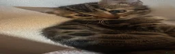 Bengal cats for sale: Bengals  in London - Advert 19