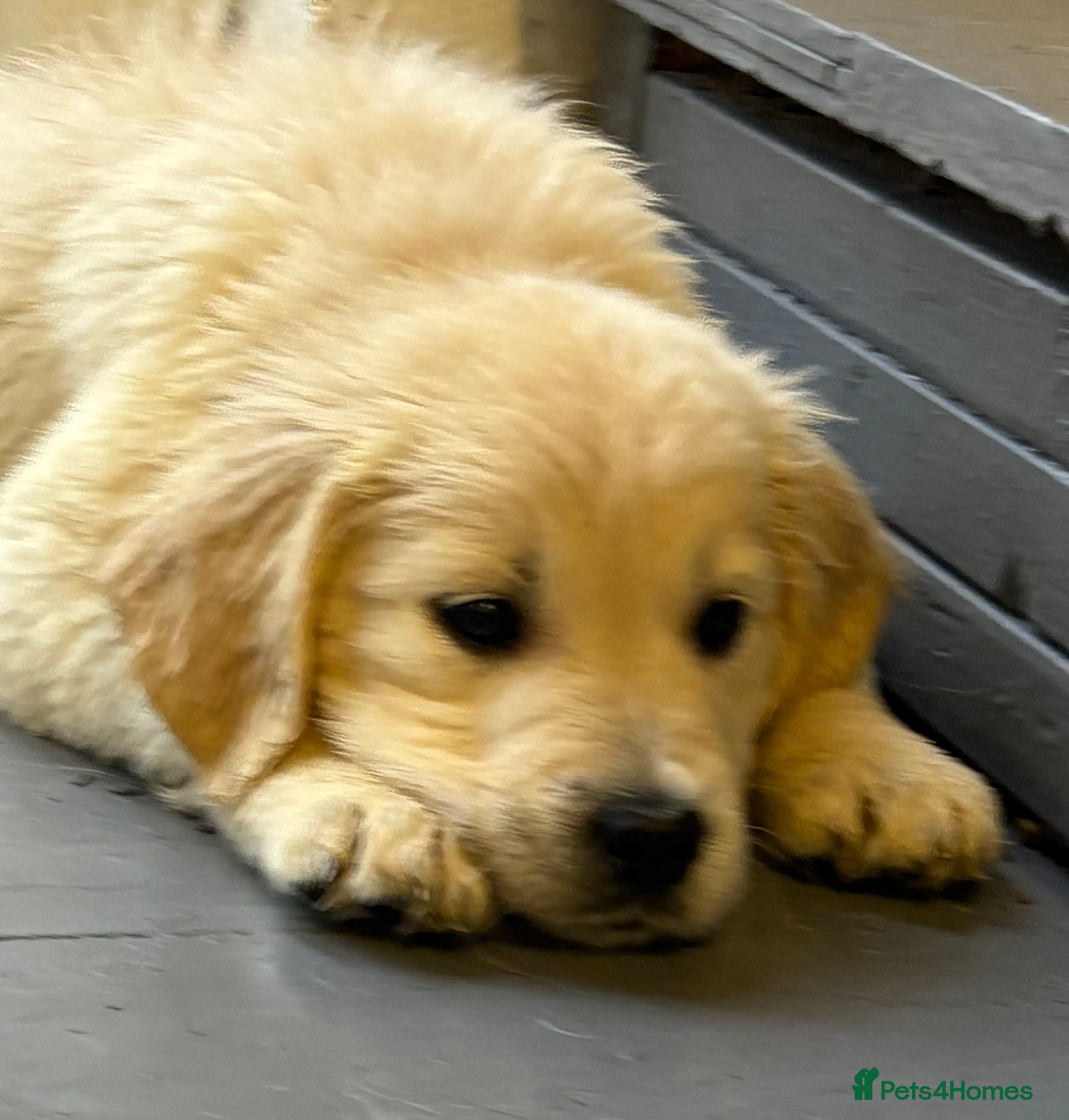 Golden Retriever dogs KC Golden Retriever Puppies for sale - Advert 4