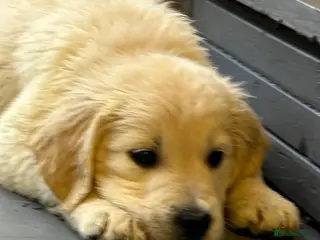 Golden Retriever dogs KC Golden Retriever Puppies for sale - Advert 4