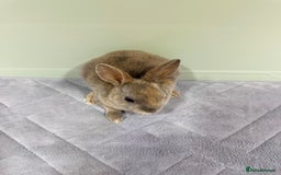 Rex rabbits for sale: Mini Rex's ‼️NOW AVAILABLE ‼️ 9 weeks old  - Advert 13