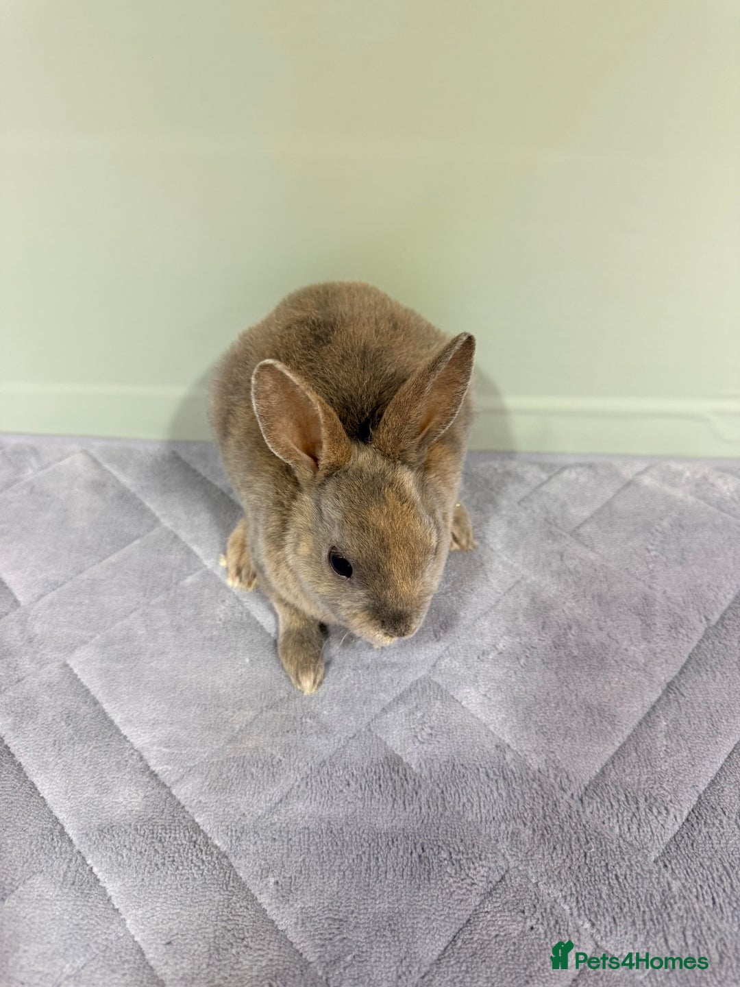 Rex rabbits for sale: Mini Rex's ‼️NOW AVAILABLE ‼️ 9 weeks old  - Advert 13