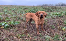 Labrador Retriever dogs for stud: Fox red Labrador stud  - Image 6