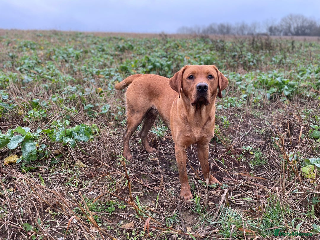 Labrador Retriever dogs for stud: Fox red Labrador stud  - Image 6