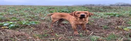 Labrador Retriever dogs for stud: Fox red Labrador stud  - Advert 6