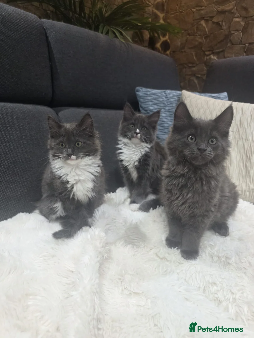 Ragcoon cats for sale: Ready 3 Ragcoons  - Advert 28