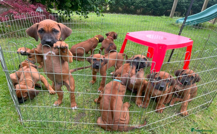 Rhodesian Ridgeback dogs in Buckley - Advert 2