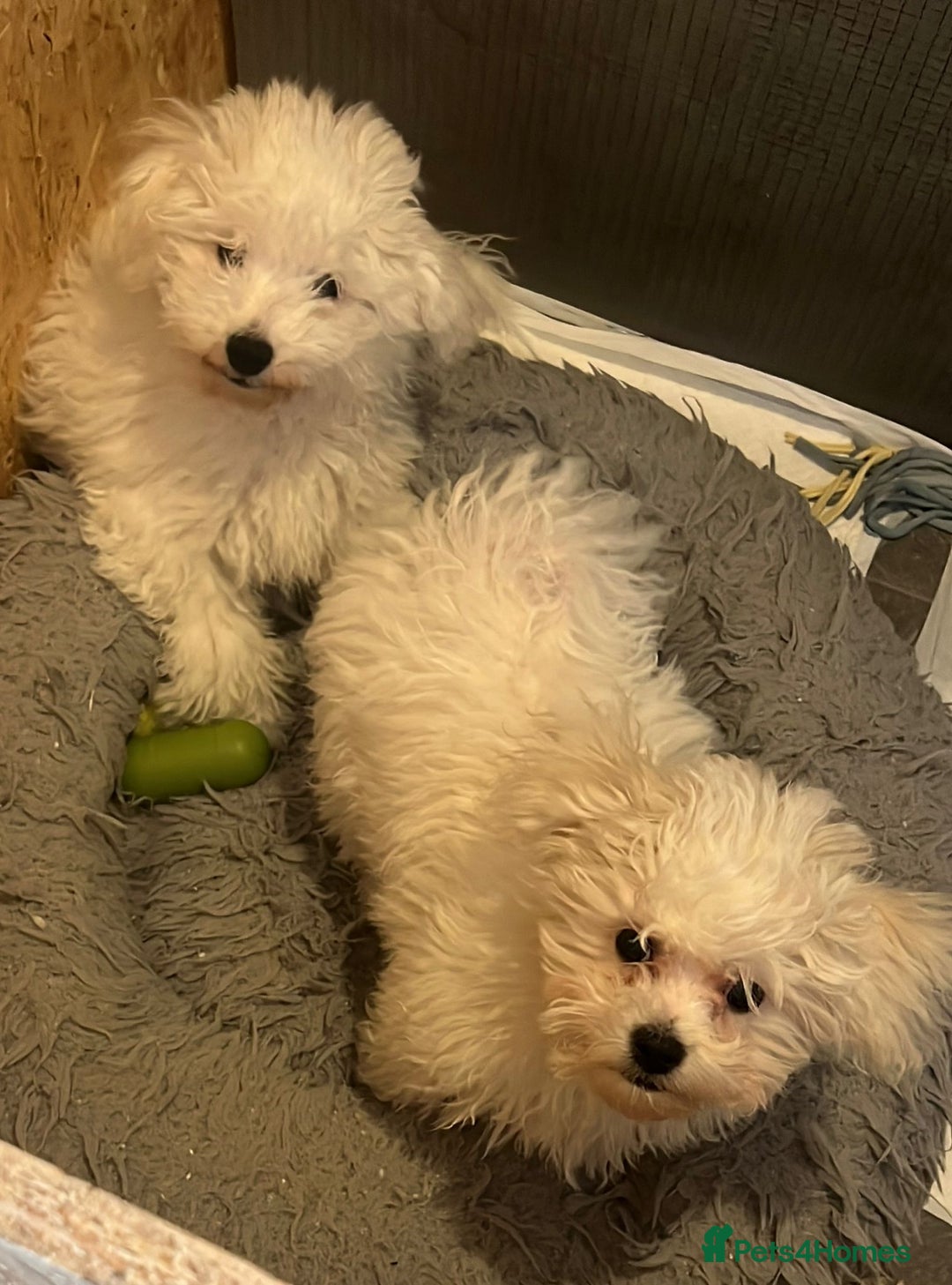 Bichon Frise dogs for sale: KC Bichon Frise for sale - Advert 1