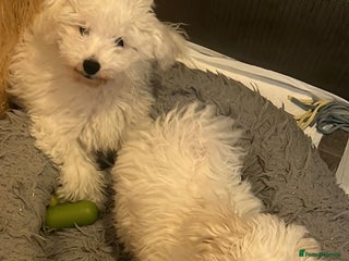 Bichon Frise dogs KC Bichon Frise for sale - Advert 2