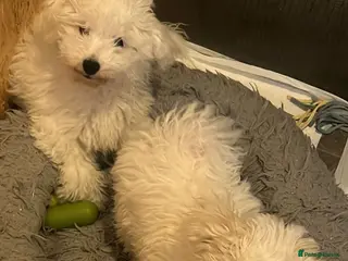 Bichon Frise dogs KC Bichon Frise for sale - Advert 18