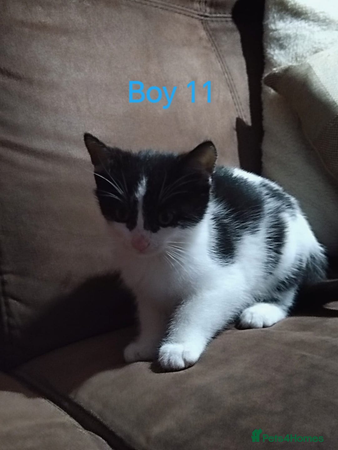 Mixed Breed cats for sale: 🩵kittens 🩵 - Image 4