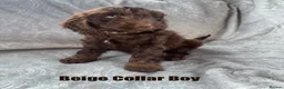 Cockapoo dogs for sale: F1 Cockapoo Puppies READY TO LEAVE - Advert 26