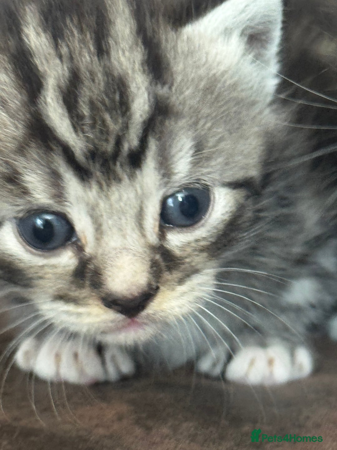 Maine Coon cats for sale: 3 beautiful part Maine coon kittens  - Image 7