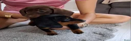 Miniature Dachshund dogs for sale: Miniture Dachshund  - Advert 3