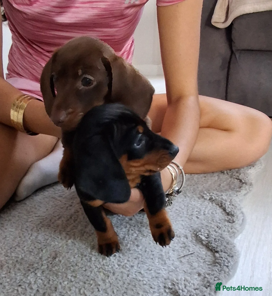 Miniature Dachshund dogs for sale: Miniture Dachshund  - Advert 3