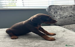 Dobermann dogs for sale: European Dobermans Ready in 2 weeks - Image 17
