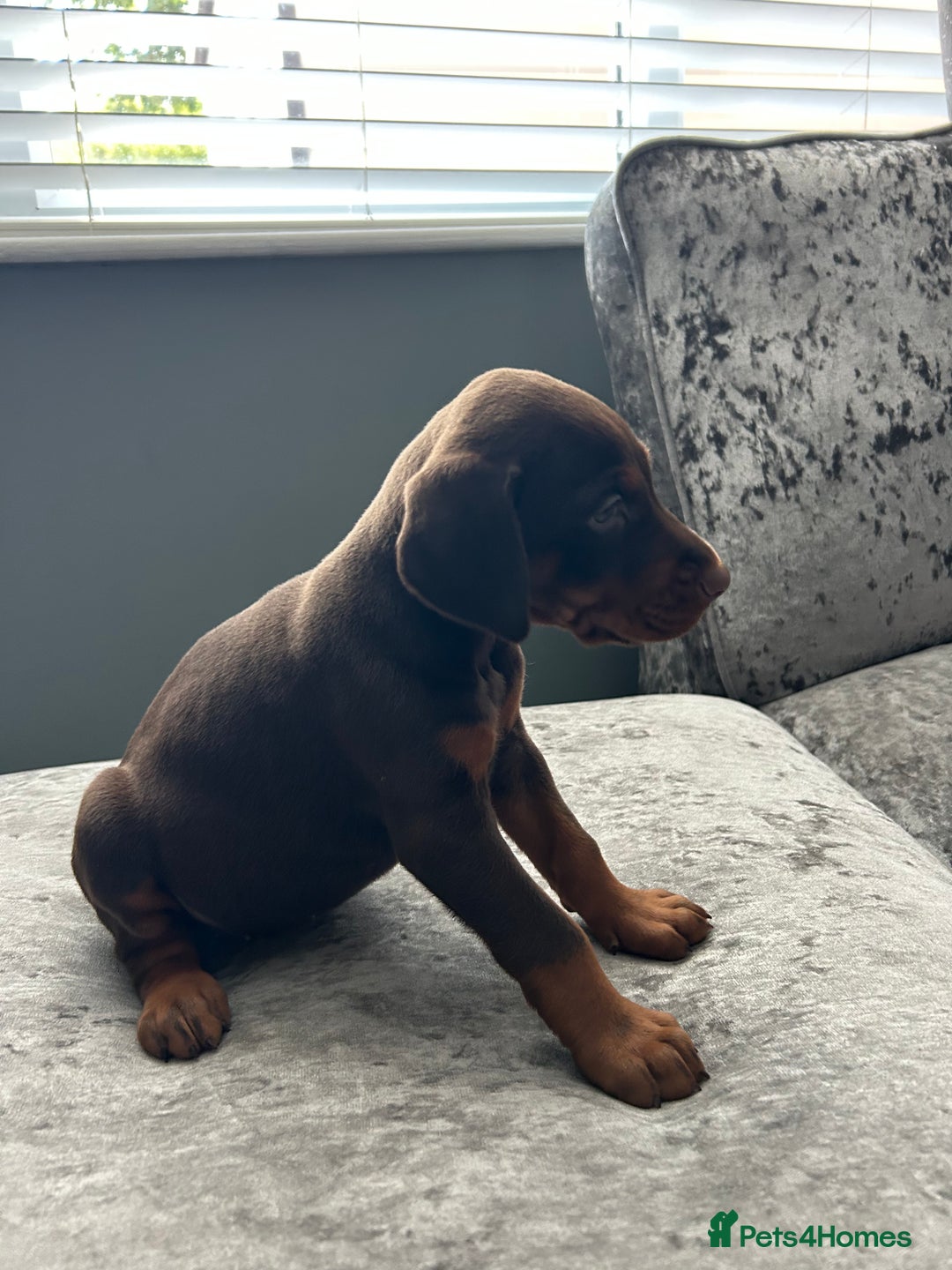 Dobermann dogs for sale: European Dobermans Ready in 2 weeks - Image 17