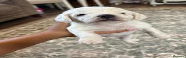 Doxiepoo 1