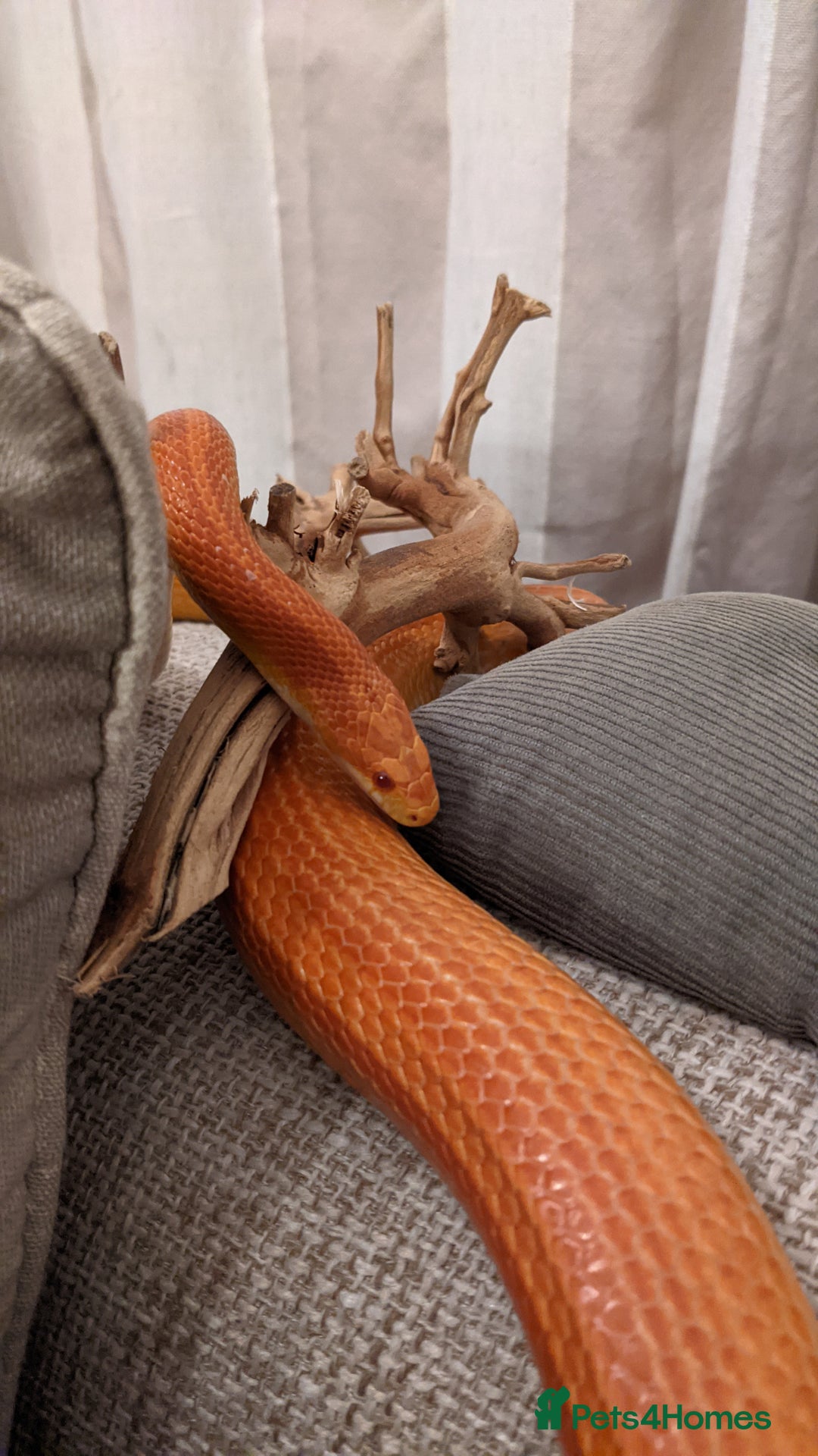Corn Snake reptiles for sale: Korra the corn snake - free to a good home - Image 3