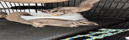 Sugar Glider rodents for sale: 2 female sugar glders in South Ockendon - Advert 3