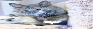 Solid blue mitted girl