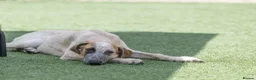 Mixed Breed dogs for adoption: Marvlous Meatball - Advert 16