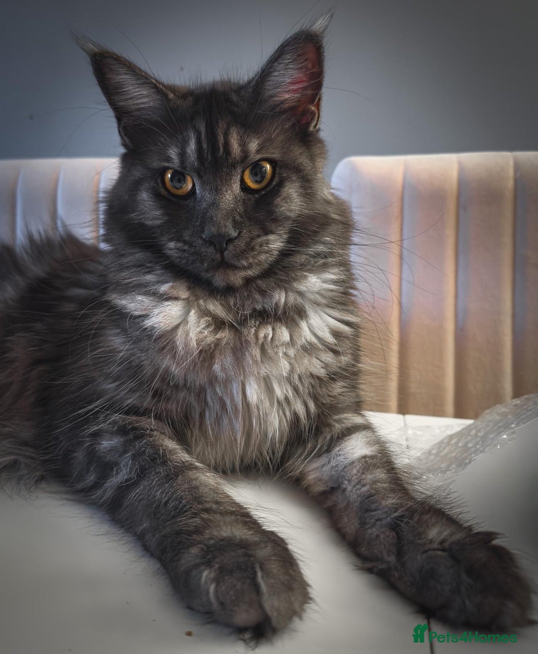 Maine Coon cats for sale: Full breed gorgeous Mainecoon kittens ready Jan 31 - Advert 1
