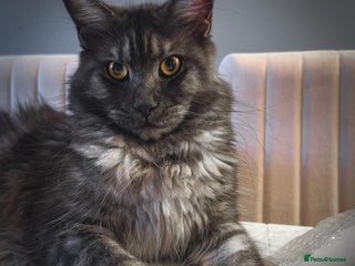 Maine Coon cats Full breed gorgeous Mainecoon kittens ready Jan 31 - Advert 4