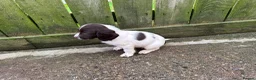 English Springer Spaniel dogs for sale: KC registered English Springer Spaniels in Leeds - Advert 7