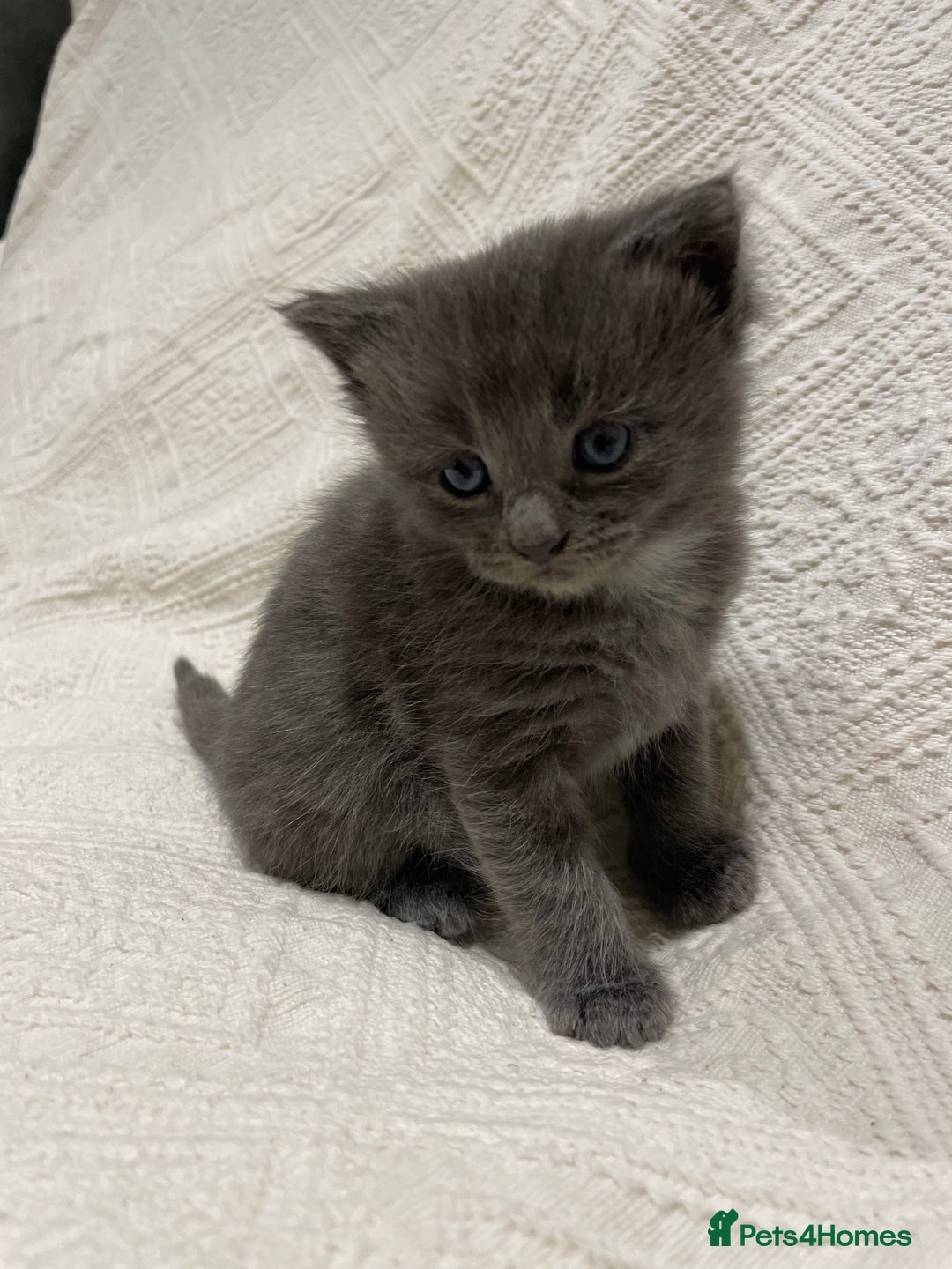 Maine Coon cats for sale: Maine coon x bsh. READY 14th BUT CAN HOLD - Advert 27