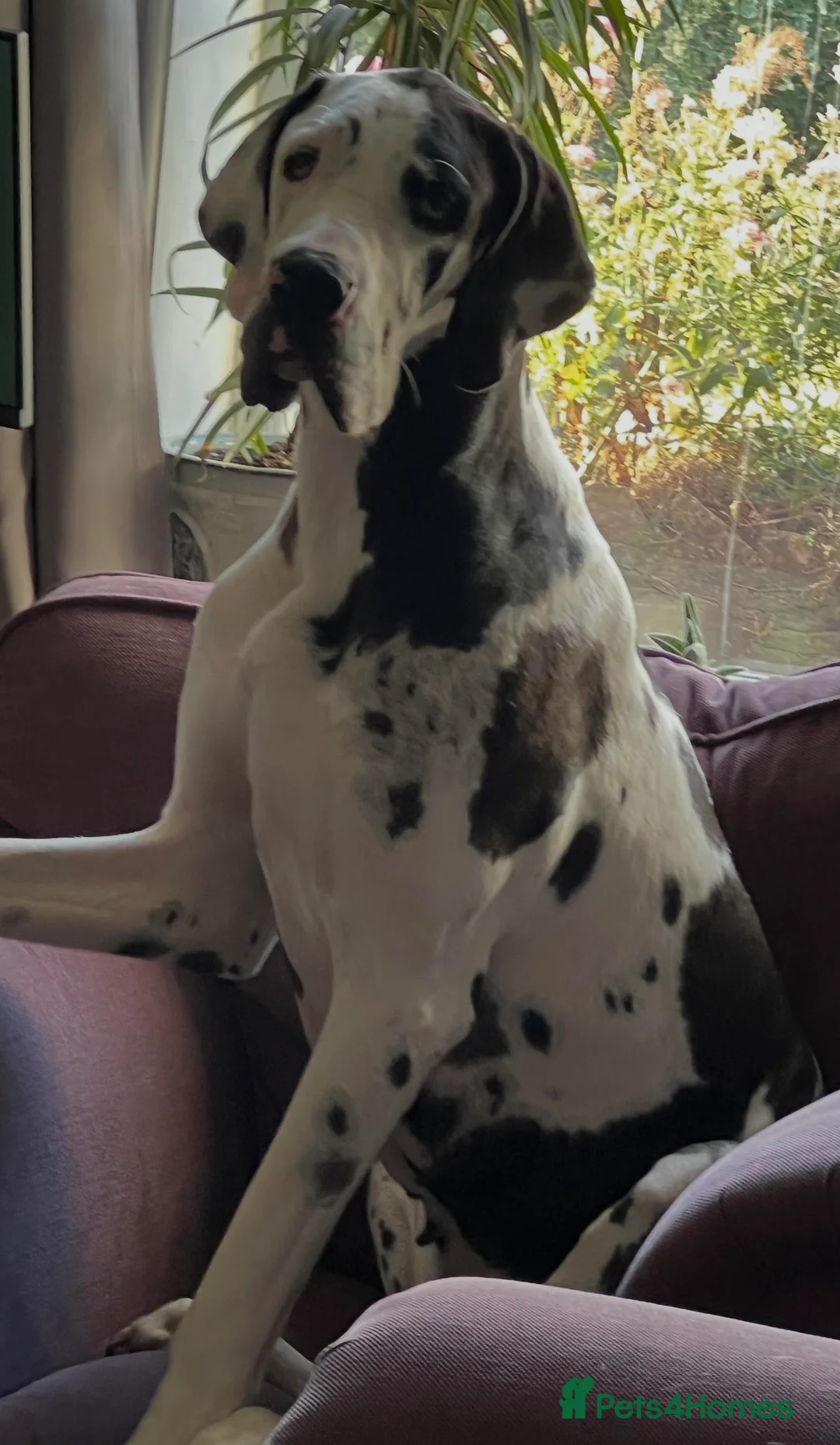 Great Dane dogs for sale: Top Quality KC Registered Great Dane Puppies - Advert 10