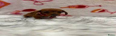 Miniature Dachshund red collar 