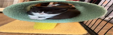 British Shorthair Kitten 3