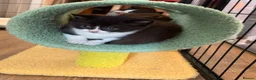British Shorthair cats for sale: Playful, active, litter trained BSH cross kittens  in Pembroke - Advert 9
