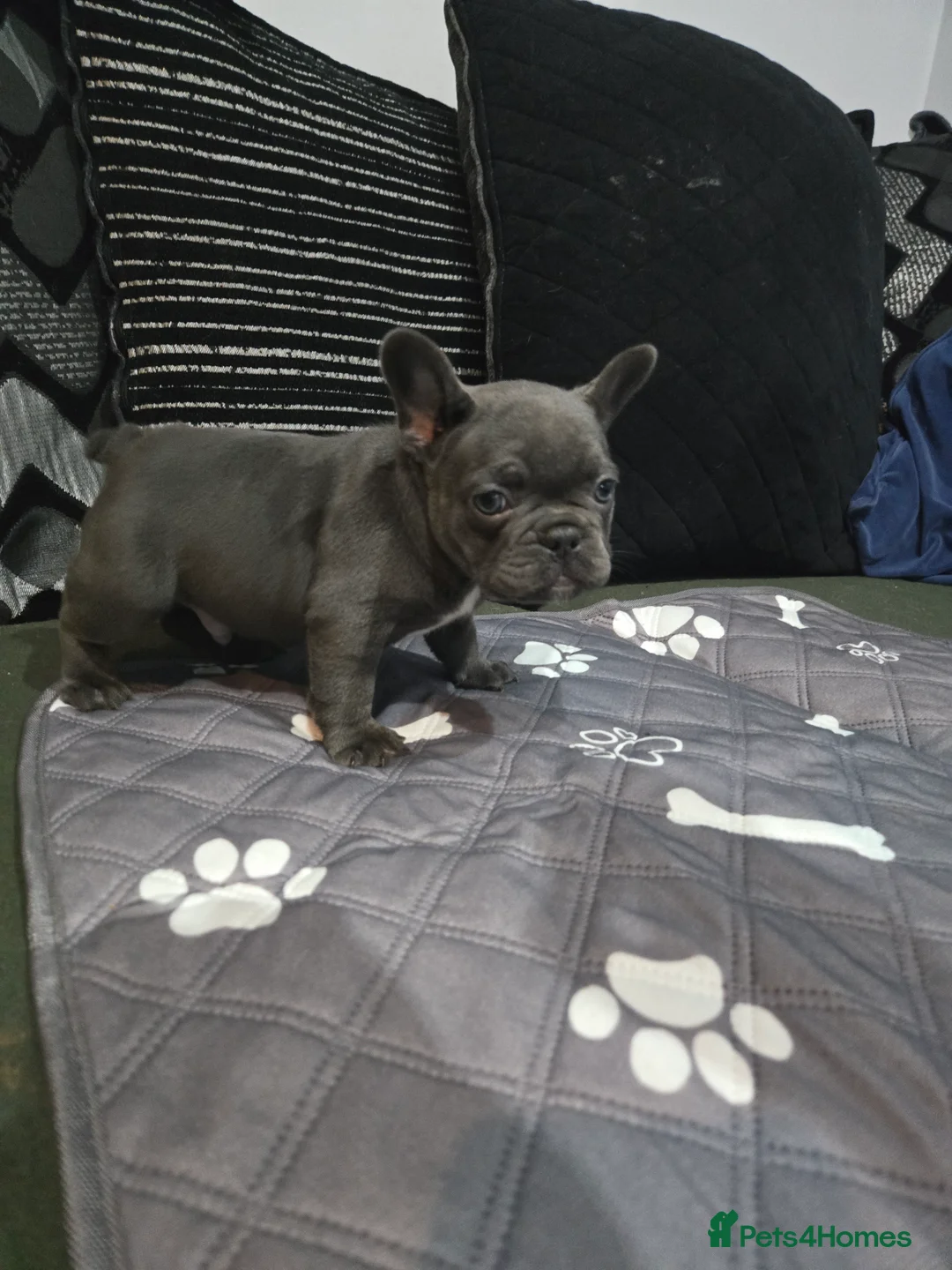 French Bulldog dogs for sale: 2 Frenchie pups ready 1 week - Advert 9