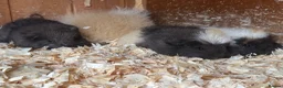 Guinea Pig rodents for sale: Beautiful pure bred Swiss guinea pig sows - Advert 9