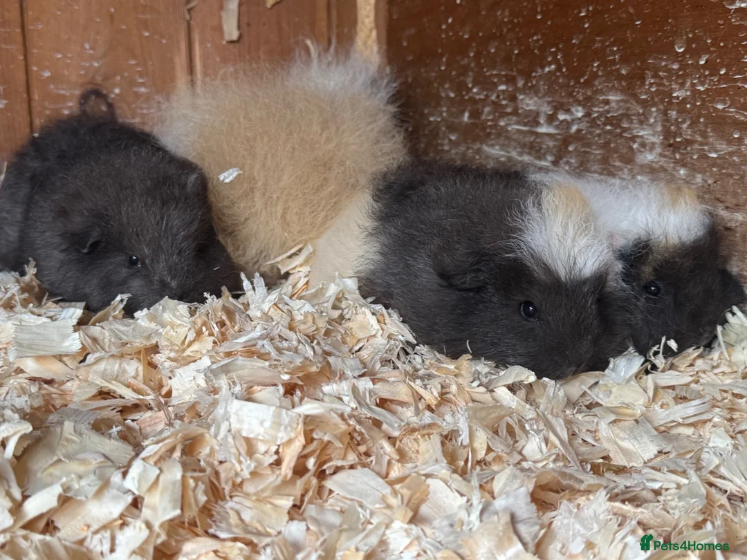 Guinea Pig rodents for sale: Beautiful pure bred Swiss guinea pig sows - Advert 9