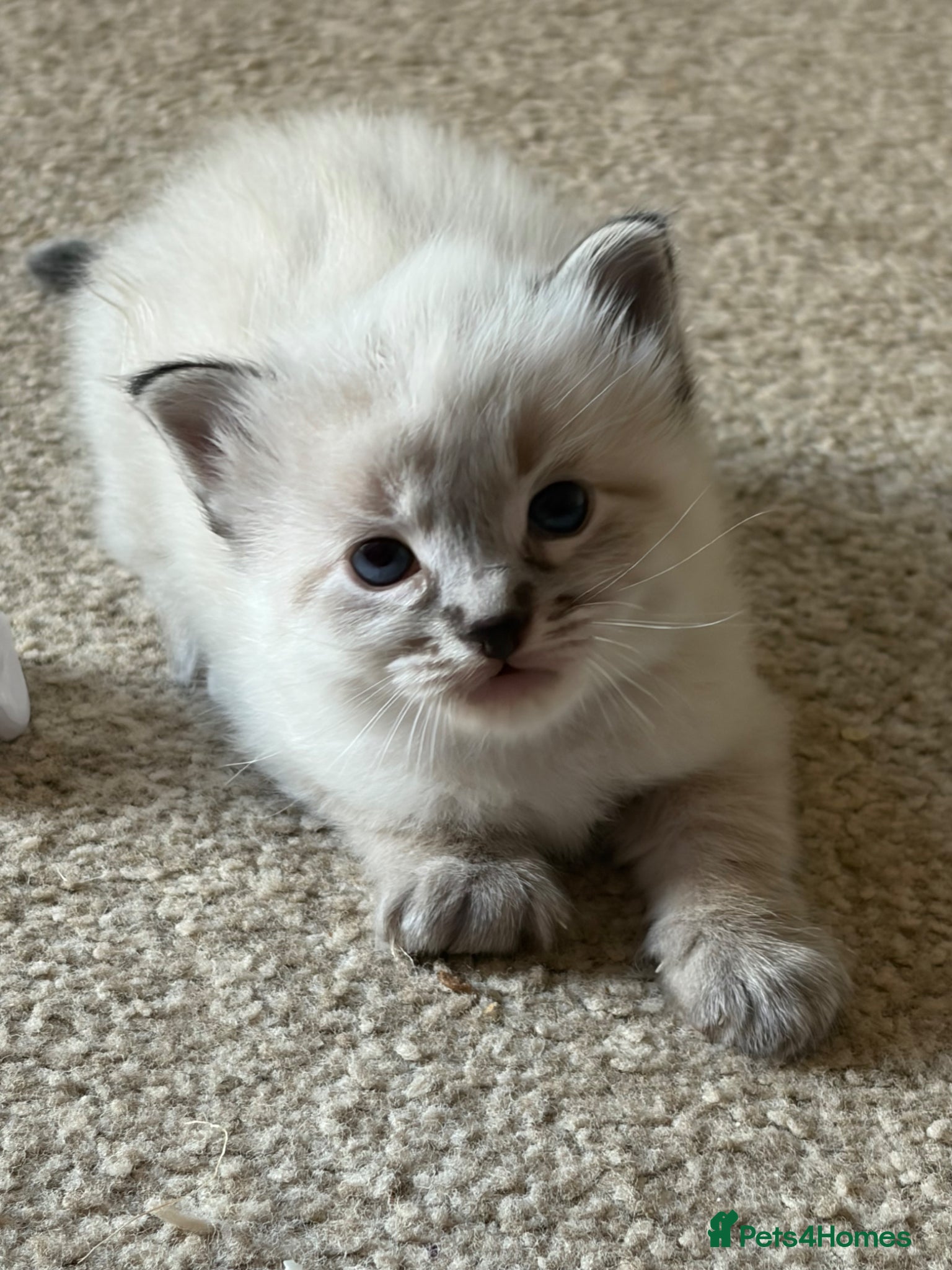 Ragdoll cats ✨Gorgeous ragdoll kittens✨ - Advert 17