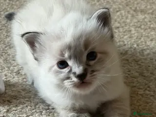 Ragdoll cats ✨Gorgeous ragdoll kittens✨ - Advert 17