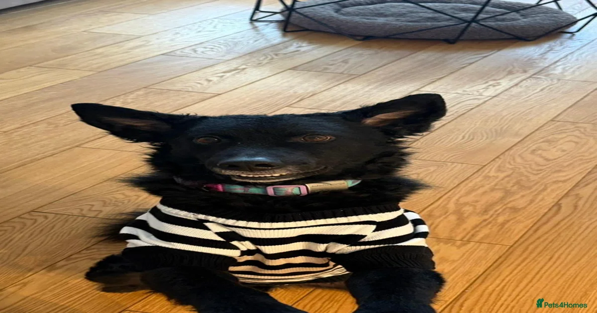 Hungarian Puli Dogs for adoption in Uxbridge, Greater London | Pets4Homes