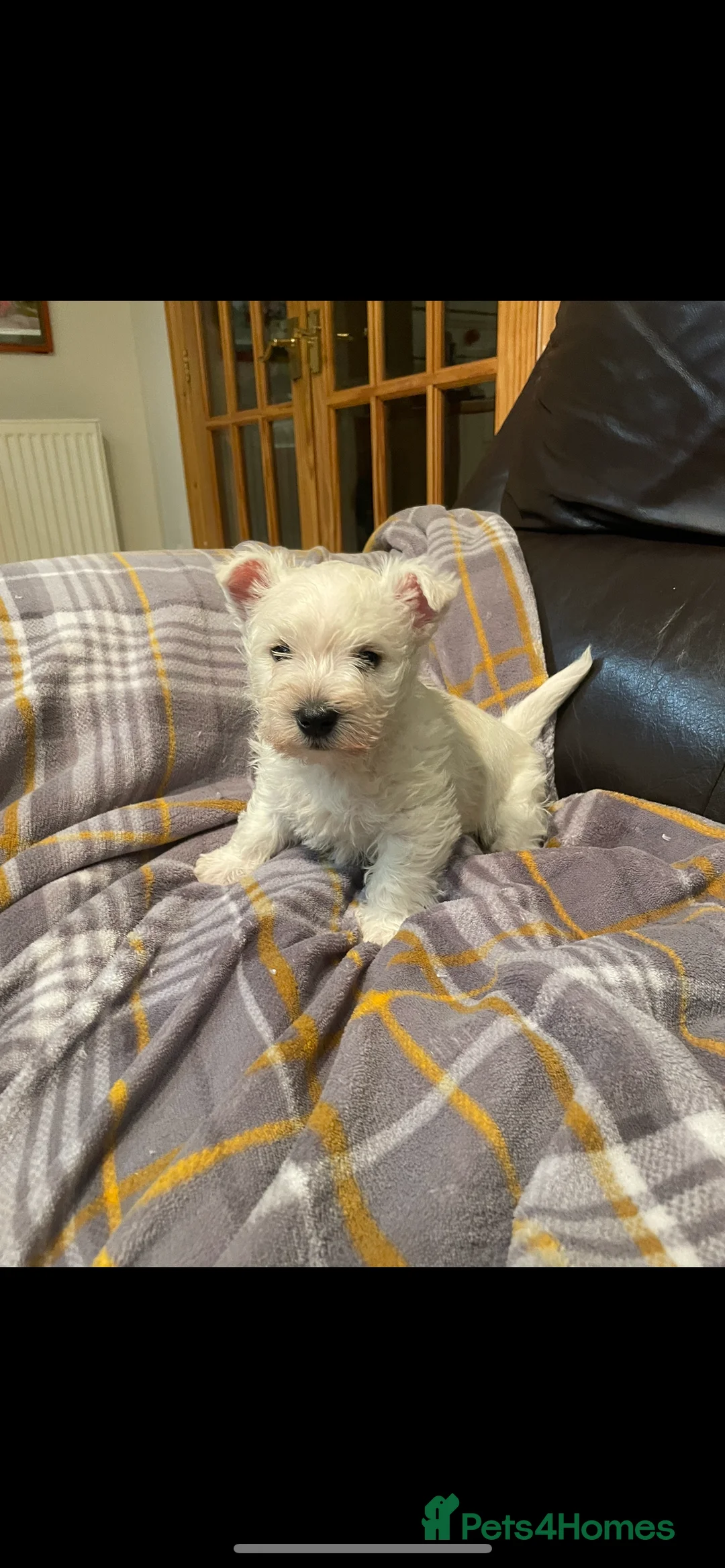 West Highland Terrier dogs for sale: Adorable West Highland Terrier Puppy - Advert 1