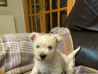 West Highland Terrier dogs Adorable West Highland Terrier Puppy - Advert 14