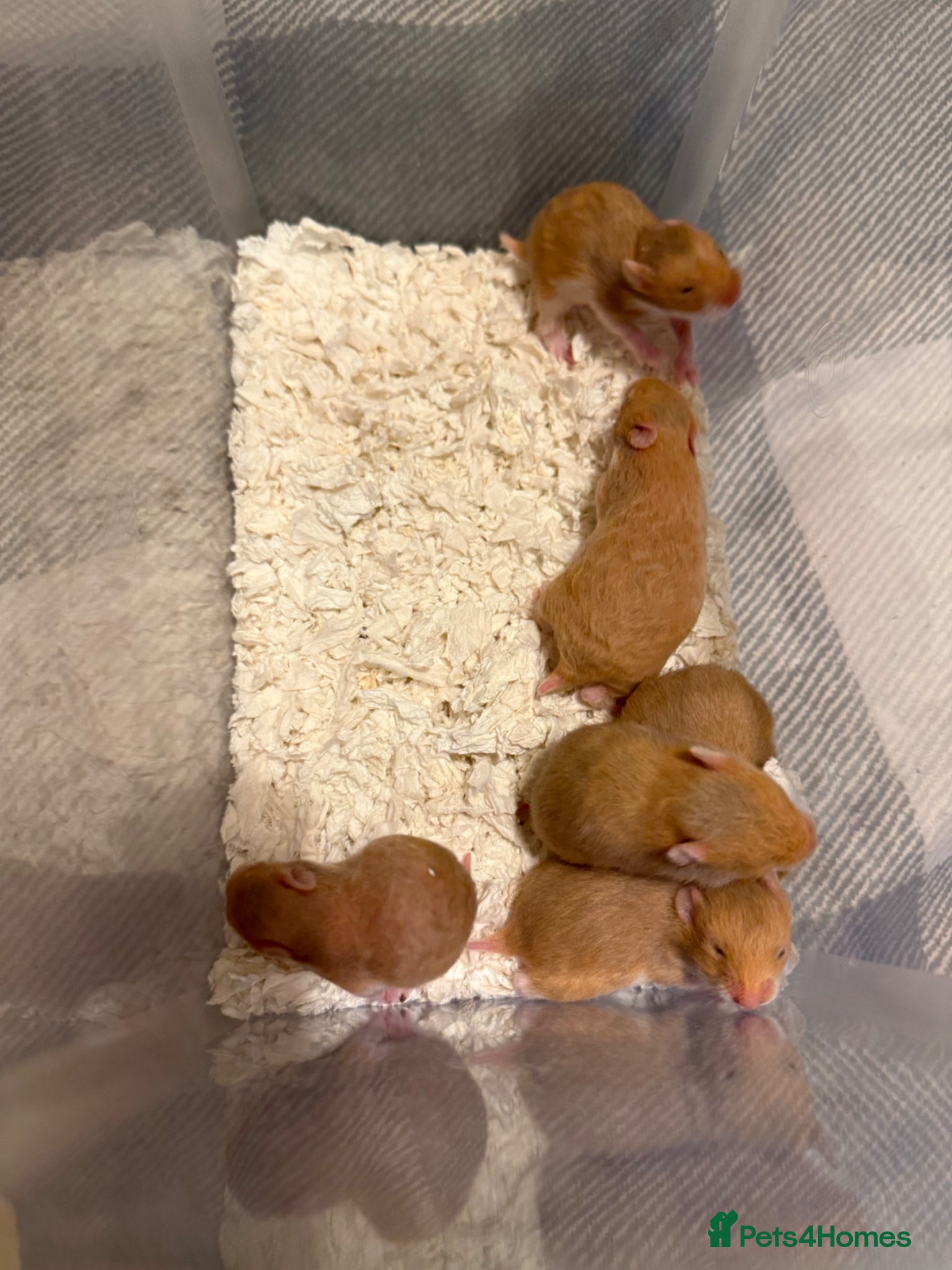 Hamster rodents Beautiful Pedigree Syrian hamster babies - Advert 8