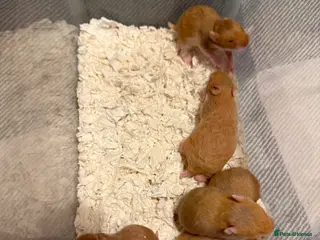 Hamster rodents Beautiful Pedigree Syrian hamster babies - Advert 8