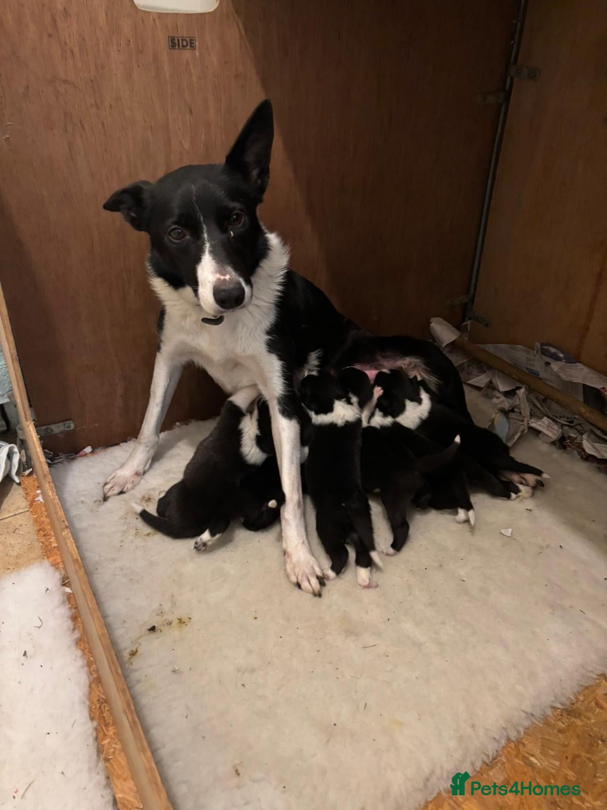 Border Collie dogs Border Collie pups for sale - Advert 1