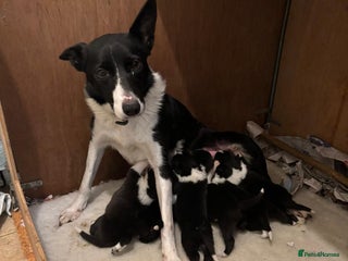 Border Collie dogs Border Collie pups for sale - Advert 1