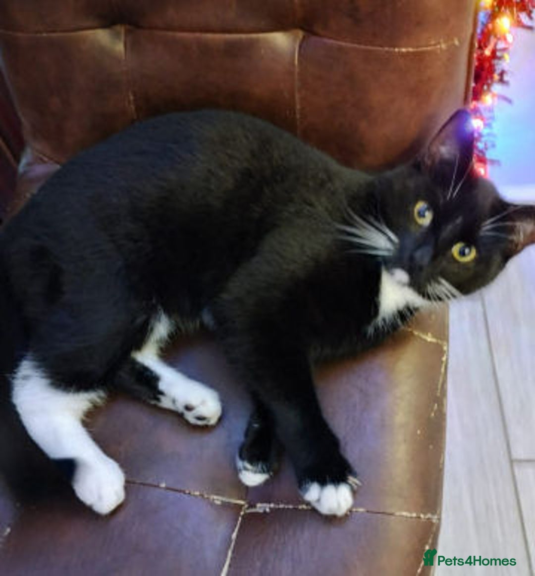 Mixed Breed cats for adoption: BASIL - Advert 3