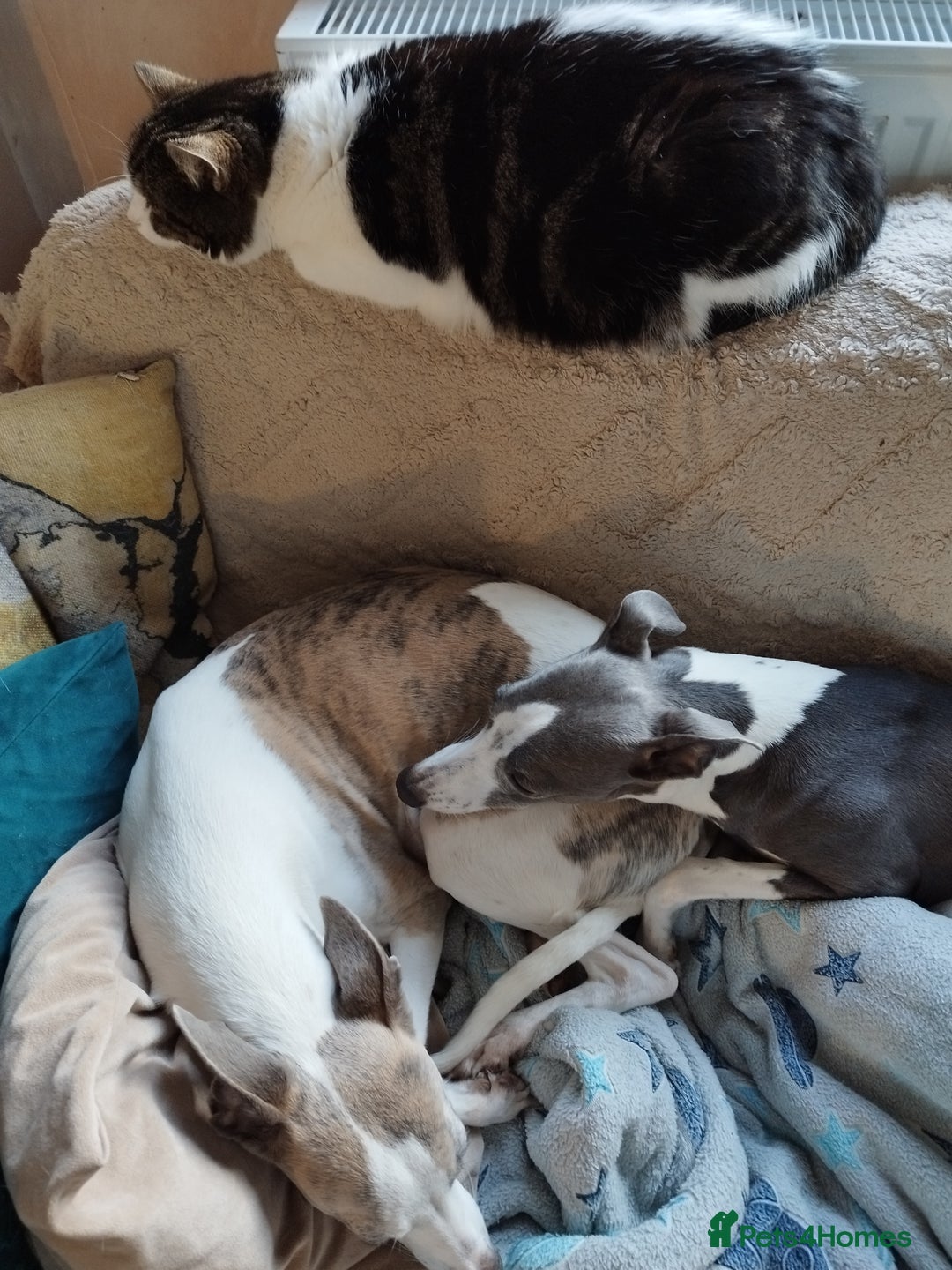 Whippet dogs for sale: Beautiful KC registered whippet puppies  - Advert 14