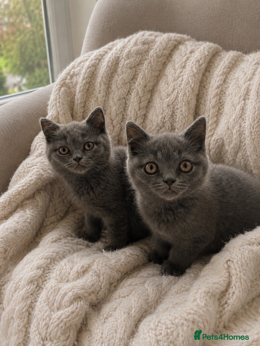 British Shorthair cats 🏆CHAMPION BLOODLINE 🏆 British shorthair  - Advert 2