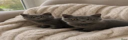 British Shorthair cats for sale: British shorthair  - Advert 4
