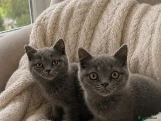 British Shorthair cats 🏆CHAMPION BLOODLINE 🏆 British shorthair - Advert 2